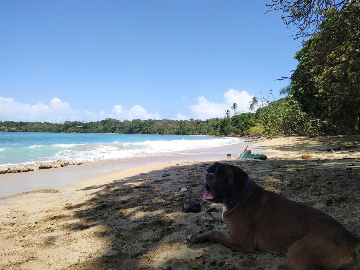 La Luciernaga Big Creek Bed and Breakfast Bocas del Toro Eksteriør billede